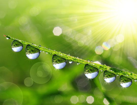 green grass with droplets