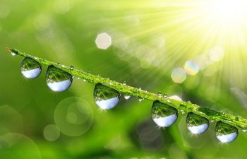 green leaf with droplets