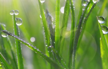 green grass with droplets